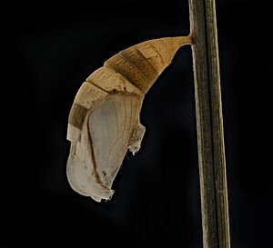 Neonympha mitchelli francisci, empty chrysalis, reared 2019-08-07-17.55.50 ZS PMax UDR (48504192372)