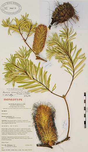 Neotype of Banksia spinulosa var. neoanglica A.S.George (M.L. Stimpson 180, J.J. Bruhl & I.R. Telford, NE 98613) - PhytoKeys-014-057-g005.jpeg
