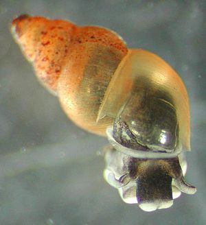 New Zealand Mud snails