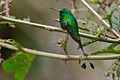 Ocreatus addae (Rufous-booted Racket-tail), Paucartambo, Peru