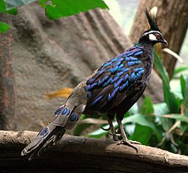 Palawan Peacock Pheasant - male