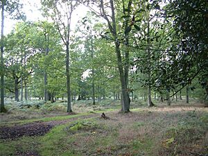 Pamber Forest - geograph.org.uk - 63157