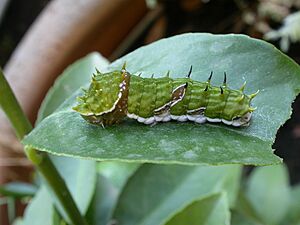 Papilio aegeus