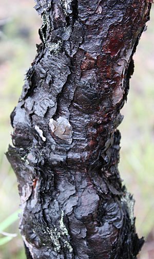 Persoonia longifolia bark
