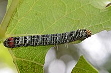 Phalaenoides glyciae caterpillar