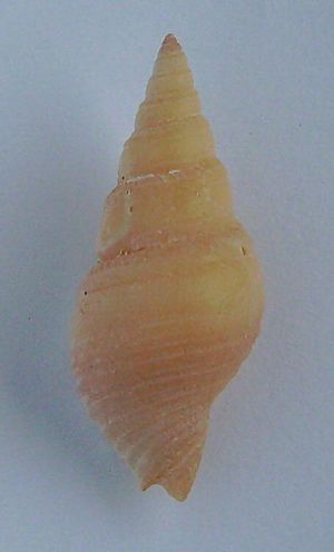 Phenatoma zealandica.JPG