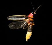 Photinus pyralis Firefly 3