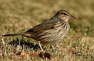 Pipit Striped Alan Manson 2011 06 18 ItalaGR