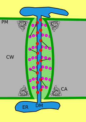 Plasmodesmata structure