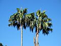 Pritchardia remota (4762186078)