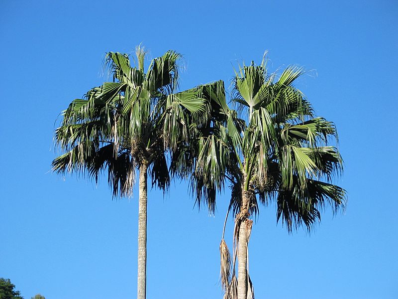 Pritchardia remota (4762186078)