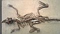 Psittacosaurus mongoliensis - AMNH - DSC06310