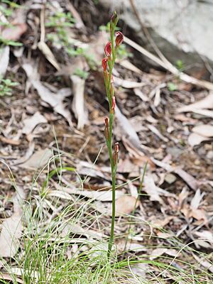 Pterostylis amabilis habit