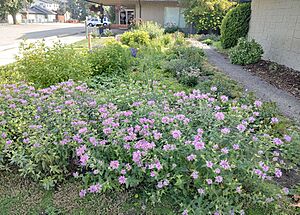 Rain garden Parkdale, Calgary