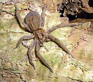 Rangatira spider.jpg