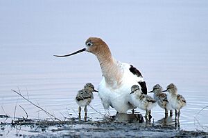 Recurvirostra americana - Malheur National Wildlife Refuge, Oregon, USA -adult and chicks-8