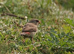 Red Avadavat (Amandava amandava)- Female in Kolkata W IMG 3311