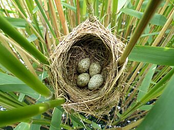 Reed Warbler Nest 10-06-12 (7173408749)