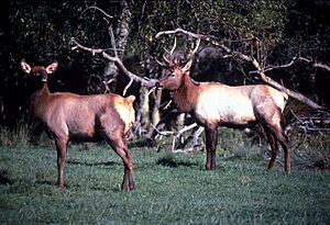 Roosevelt Elk in Oregon