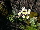 Saxifraga paniculata, Slate Islands