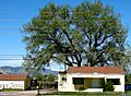 SchnellFarm-LakewoodCO