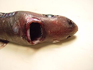 Smooth lanternshark nmfs3