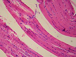 Smooth muscle tissue.jpg