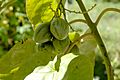 Solanum betaceum unripe fruits