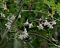 Sonjna (Moringa oleifera) at Jayanti, Duars, West Bengal W IMG 5249