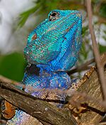 Southern Tree Agama (Acanthocercus atricollis) male (32629575144)