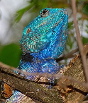 Southern Tree Agama (Acanthocercus atricollis) male (32629575144)