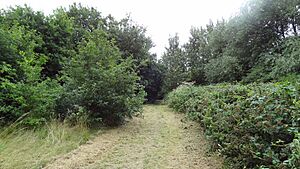Southwood Open Space 3
