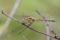 Spectacled skimmer (Orthetrum icteromelas) female