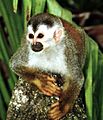 Squirrel monkey1-cropped