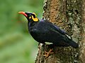 Starling bird (India, 2012)