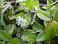 Starr 030807-0168 Eclipta prostrata
