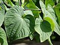 Starr 070515-7054 Piper methysticum