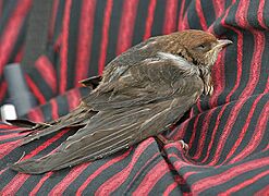 Streaked-throated Swallow (Hirundo fluvicola) in Hyderabad, AP W IMG 2512