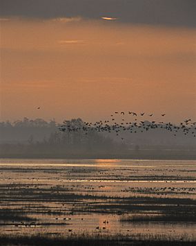 Sunset on the marsh (6893888807).jpg