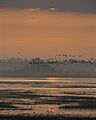 Sunset on the marsh (6893888807)