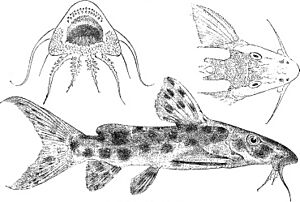 Synodontis longirostris.jpg