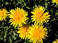 TARAXACUM OFFICINALE - TORÀ - IB-889 (Dent de lleó)