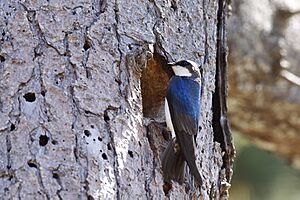 Tachycineta bicolor -California, USA-8