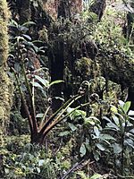 Tree ferns growing in wet high-altitude Papua New Guinea rainforest