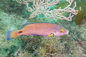 Vagueta (Symphodus mediterraneus), Parque natural de la Arrábida, Portugal, 2022-07-19, DD 60.jpg
