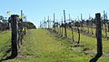 Vineyard, Sirromet Winery, Mount Cotton, 2014