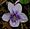 Viola rostrata, longspur violet, Mink River Estuary