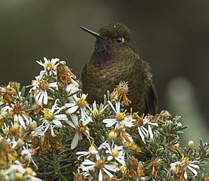 Violet-throated Metaltail.jpg