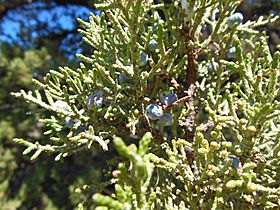 Western juniper berries
