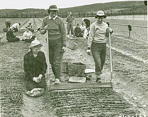 Willow cuttings planting operation